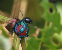 Alcaeorrhynchus grandis