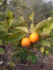 Crataegus mexicana
