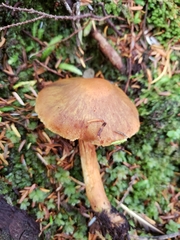 Aureonarius limonius