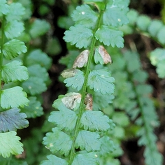 Psychoides verhuella