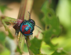 Alcaeorrhynchus grandis