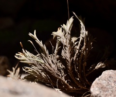 Tillandsia capillaris