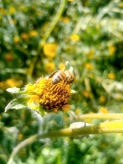 Apis mellifera