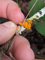 Tremella mesenterica image