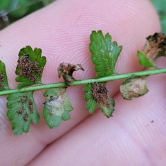 Psychoides verhuella