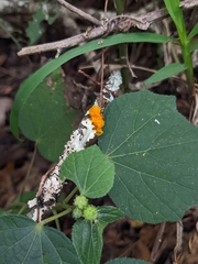Tremella mesenterica image