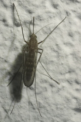 Culiseta longiareolata