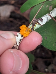 Tremella mesenterica image