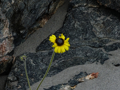 Encelia canescens