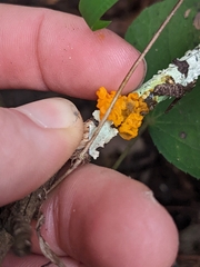 Tremella mesenterica image