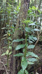 Persea indica