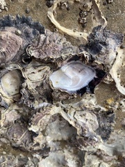 Saccostrea