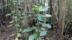 Persea indica