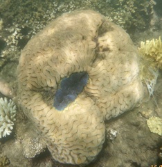 Tridacna crocea