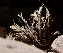 Tillandsia capillaris