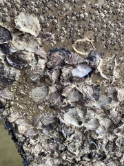 Saccostrea