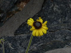 Encelia canescens