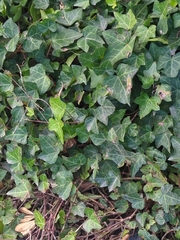 Hedera helix