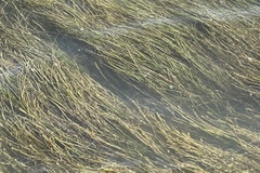 Zostera noltei