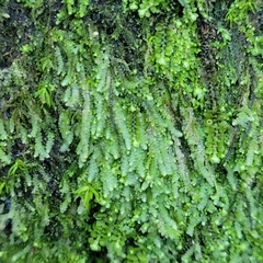 Lejeunea cavifolia