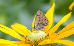 Satyrium behrii