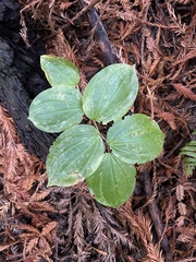 Prosartes smithii