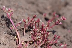 Crassula vaillantii