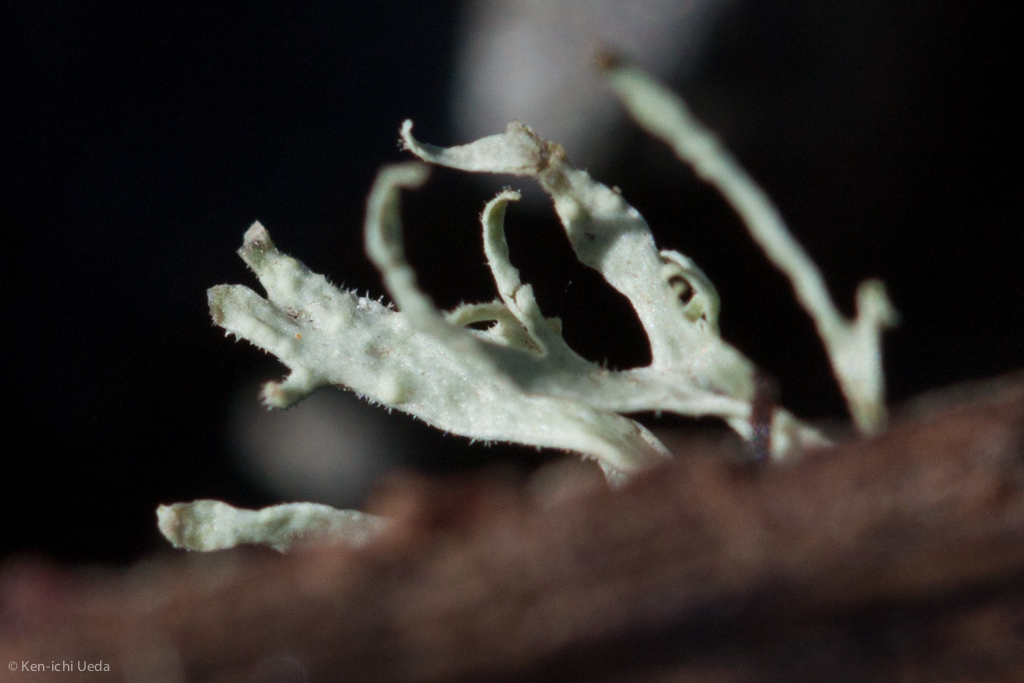 Ramalina puberulenta image