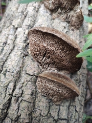 Coriolopsis gallica