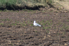 Larus delawarensis