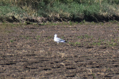 Larus delawarensis