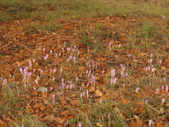 Crocus kotschyanus