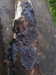 Auricularia mesenterica