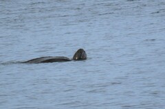Dermochelys coriacea
