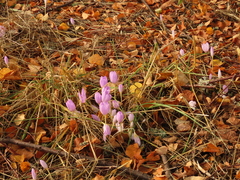 Crocus kotschyanus
