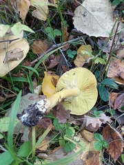 Tricholoma frondosae