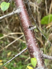 Malus fusca