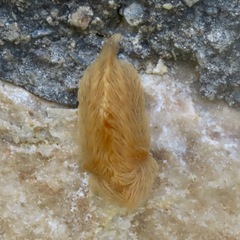 Megalopyge