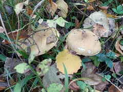 Tricholoma frondosae