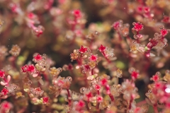 Crassula vaillantii