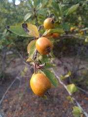 Crataegus mexicana