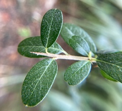 Atalantia buxifolia