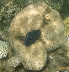 Tridacna crocea