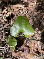 Smilax auriculata