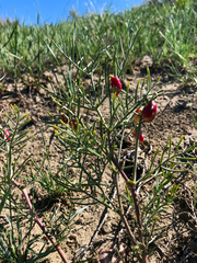 Astragalus pectinatus
