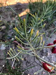 Astragalus pectinatus
