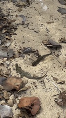 Pholidoscelis plei