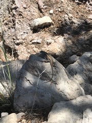 Sceloporus virgatus