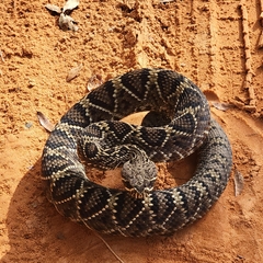 Crotalus adamanteus