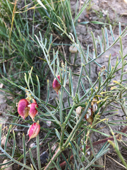 Astragalus pectinatus